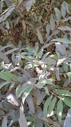 Ficus heterophylla, 2026-03-29