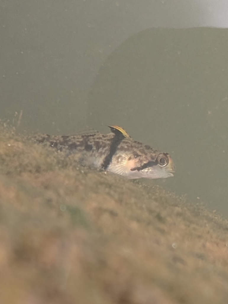 Banded gudgeon goby (Redigobius balteatus) — Gobiidae