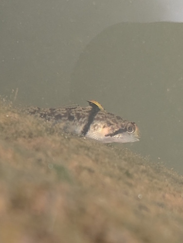 Banded gudgeon goby (Redigobius balteatus) — Gobiidae
