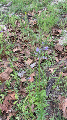 Nuttallanthus texanus