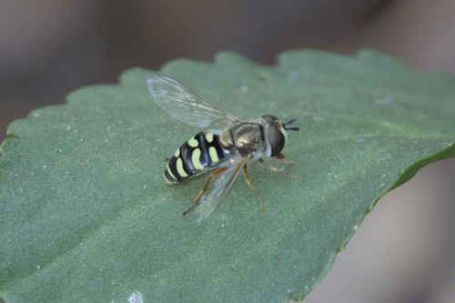 Unknown species found near California, US