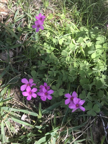 Oxalis articulata image