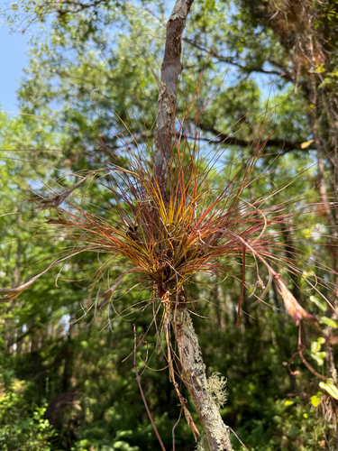 southern needleleaf airplant (Tillandsia setacea)