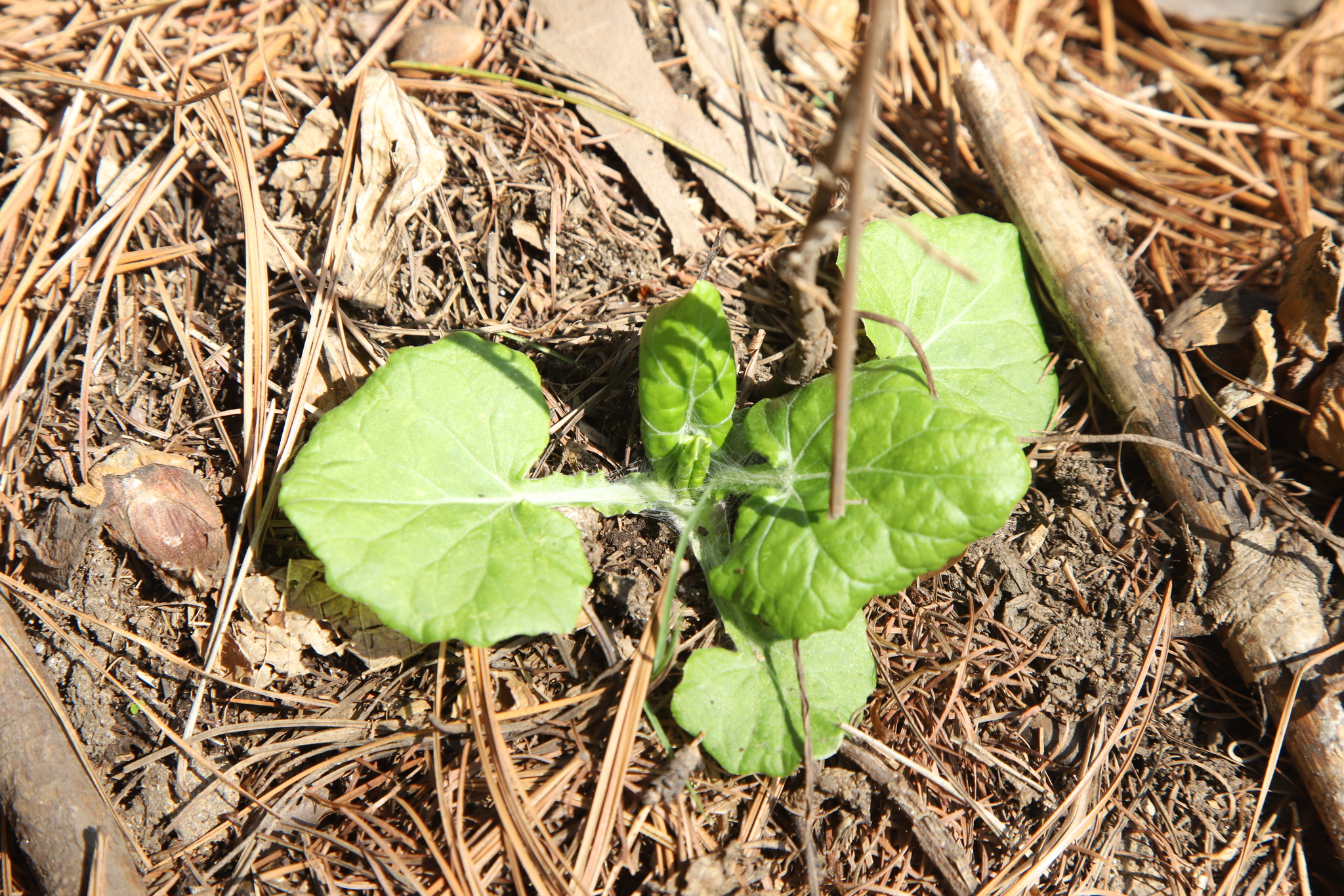 Imagem de Adenocaulon himalaicum