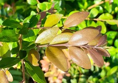 Buxus sempervirens