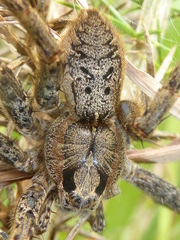 Dolomedes dondalei