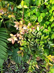 Buxus sempervirens