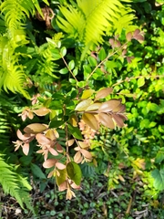 Buxus sempervirens