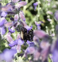 Melissodes bimaculatus