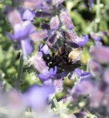 Melissodes bimaculatus