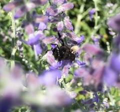 Melissodes bimaculatus