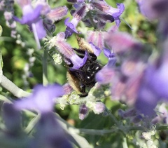 Melissodes bimaculatus