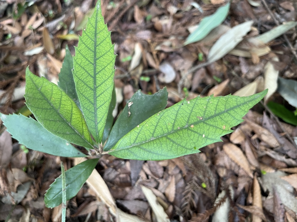 Quercus gilva; photograph (c) 謝麗霦, some rights reserved (CC BY)