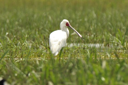 iNaturalist: (c) niff82, some rights reserved (CC BY-NC) iNaturalist image