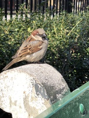 Passer domesticus