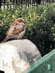 Passer domesticus