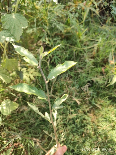 Ficus heterophylla, 2026-03-29