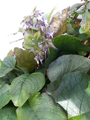 Trachystemon orientalis