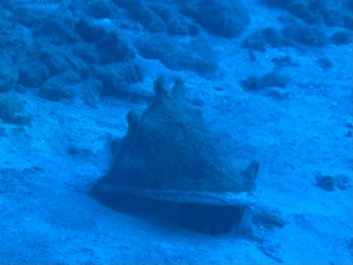 Cassis cornuta observed 2025-11-28