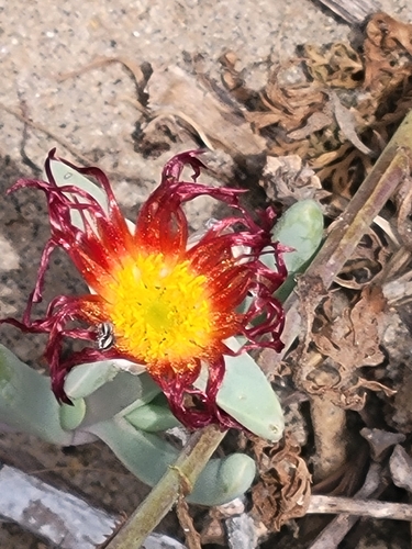 Malephora purpureocrocea, photograph 2
