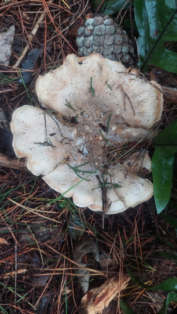 Clitocybe nebularis · March 2026 · photo: © jasmine532 (iNaturalist, cc0)