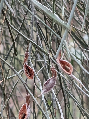winged broom-pea (Jacksonia scoparia)