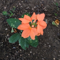 Crossandra infundibuliformis