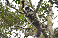 Varecia variegata editorum