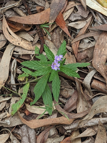 fragrant heliotrope (Heliotropium amplexicaule)