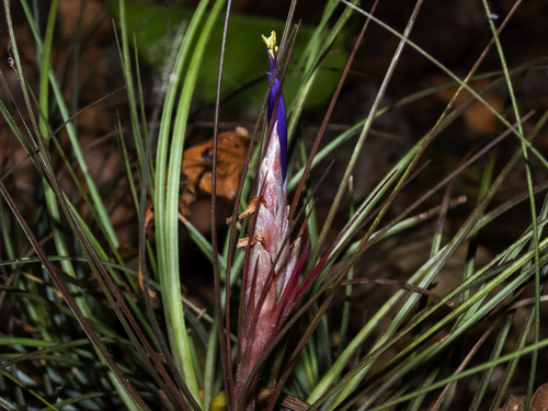Tillandsia juncea (Tillandsia juncea)