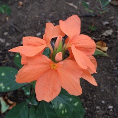 Crossandra infundibuliformis