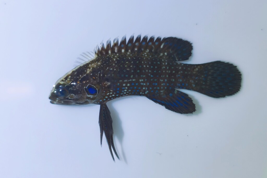 Spotgill Longfin