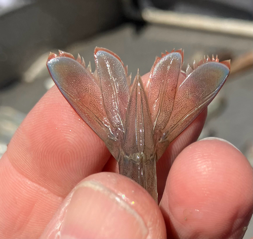 Penaeus duorarum observed 2026-03-28