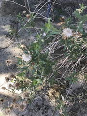 Xylorhiza
