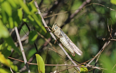 Schistocerca serialis cubense