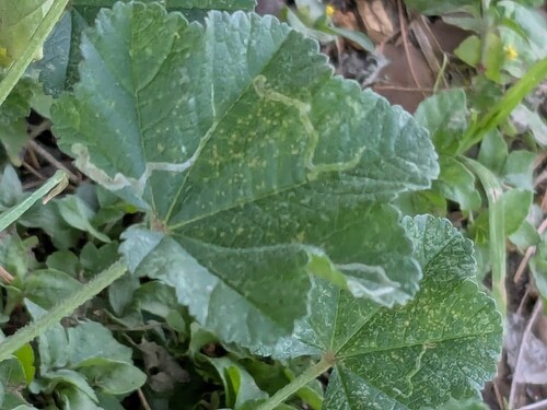 Unknown species found near Reid Park, Tucson, AZ, USA