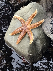 Meyenaster gelatinosus