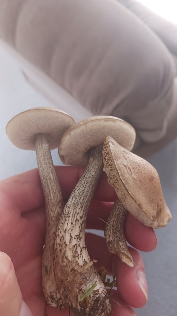 Leccinum scabrum · March 2026 · photo: © lance_robison (iNaturalist, cc0)
