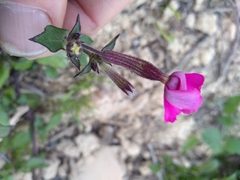 Silene pseudoatocion