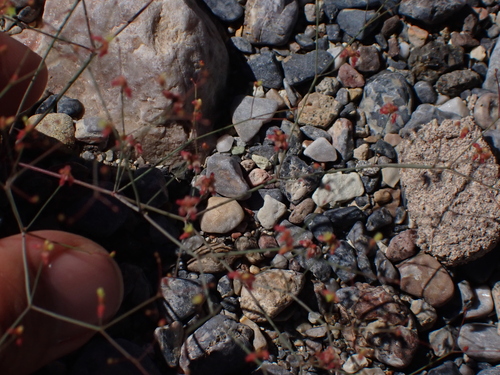 Thomas's Wild Buckwheat (Eriogonum thomasii)