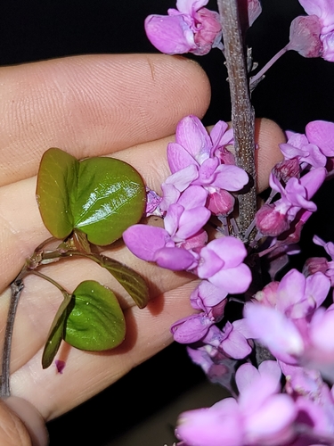 Western Redbud (Cercis occidentalis)