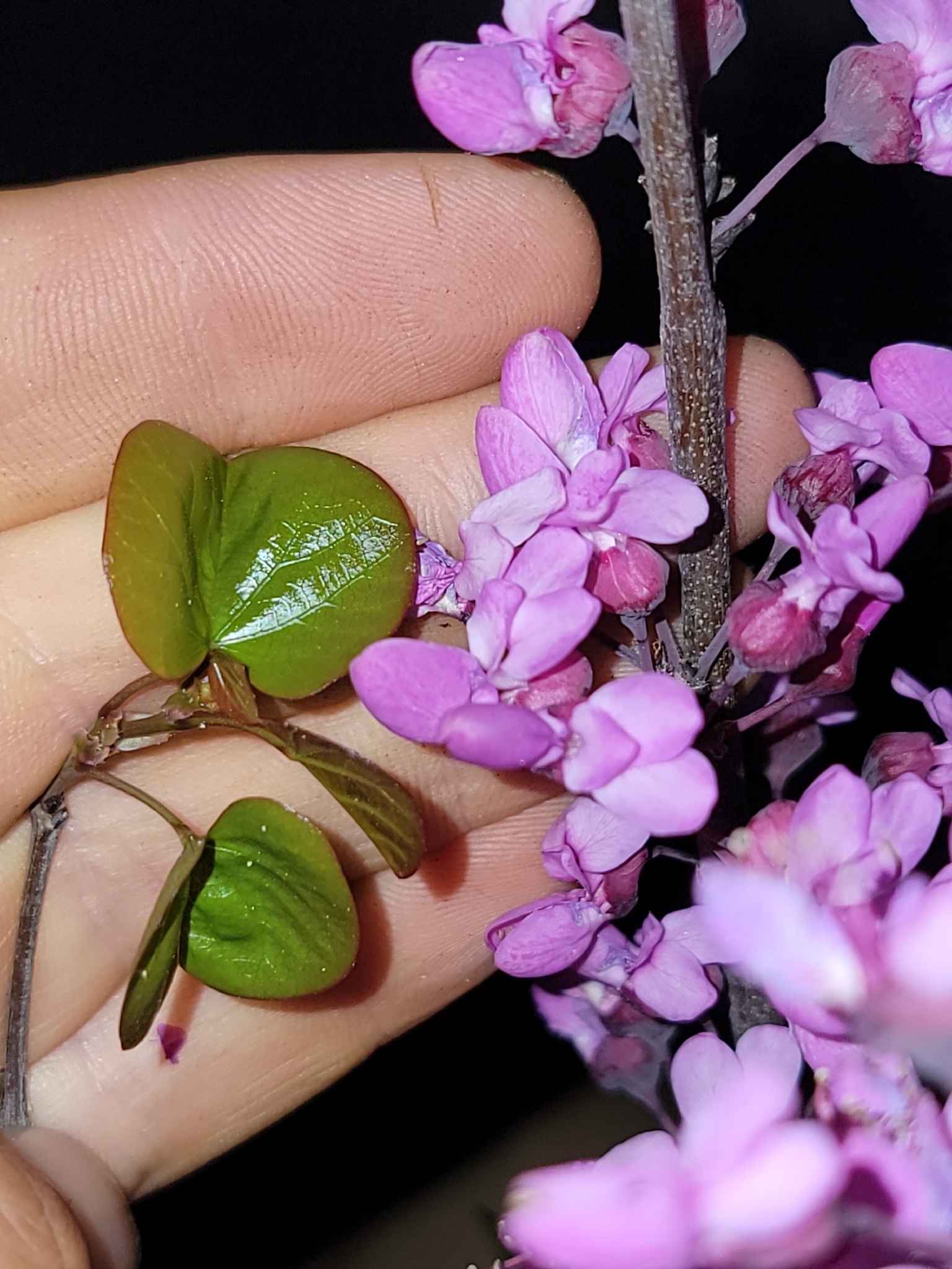 Western Redbud (Cercis occidentalis)