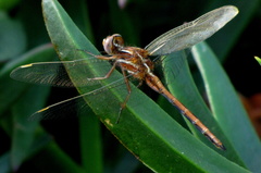 Orthetrum caffrum