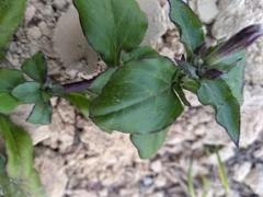 Silene pseudoatocion