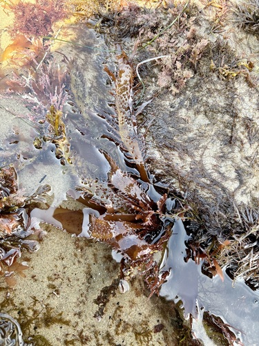 Chondracanthus spinosus observed 2026-03-27