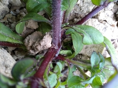 Silene pseudoatocion