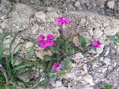 Silene pseudoatocion