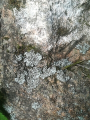 Phaeophyscia hispidula