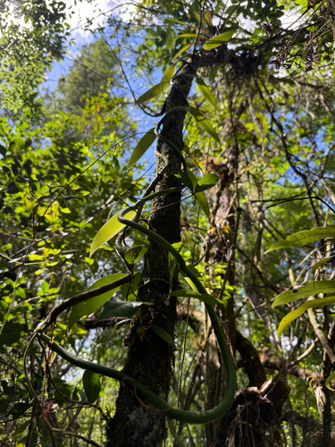 Vanilla phaeantha, photograph 4