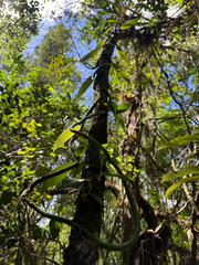 (c) Brandon Corder, some rights reserved (CC BY) Vanilla phaeantha, photograph (c) Brandon Corder, some rights reserved (CC BY)